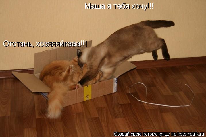 Котоматрица: Маша я тебя хочу!!! Отстань, хозяяяйкааа!!!