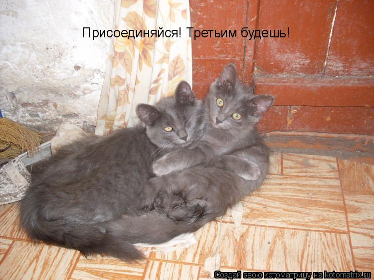 Котоматрица: Присоединяйся! Третьим будешь!