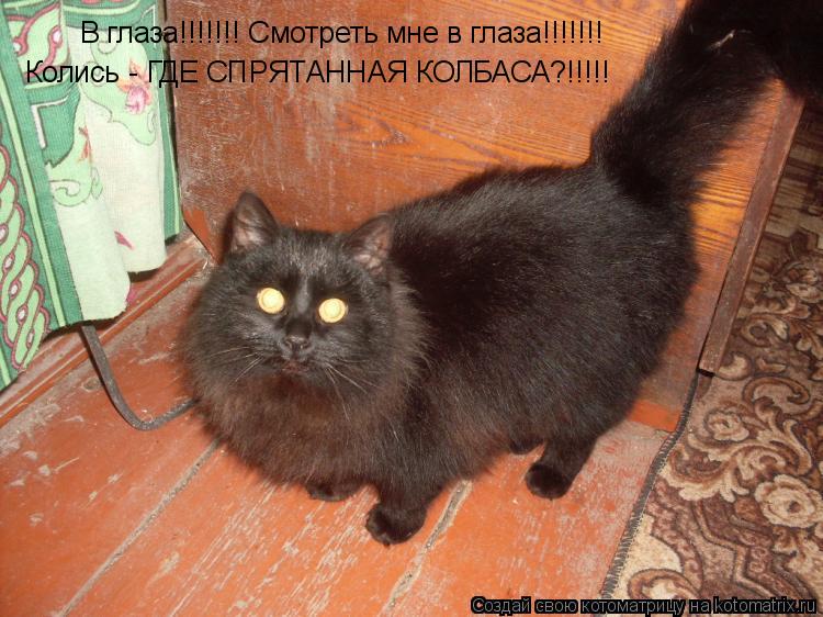 Котоматрица: В глаза!!!!!!! Смотреть мне в глаза!!!!!!!  Колись - ГДЕ СПРЯТАННАЯ КОЛБАСА?!!!!!