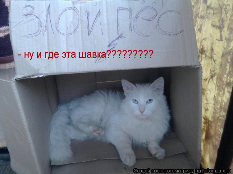 Котоматрица: - ну и где эта шавка?????????
