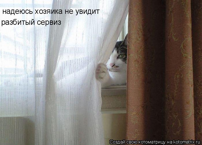 Котоматрица: надеюсь хозяика не увидит разбитый сервиз
