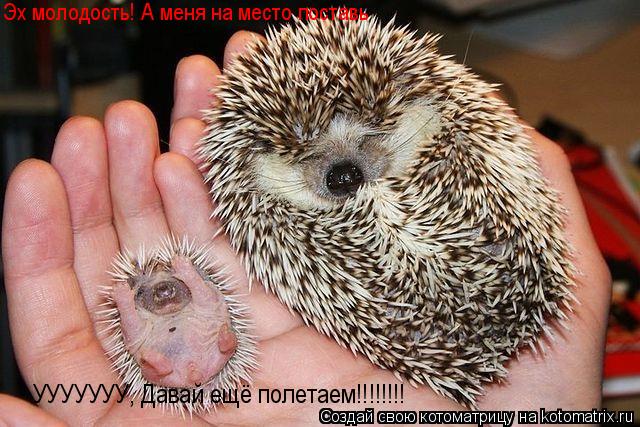 Котоматрица: УУУУУУУ, Давай ещё полетаем!!!!!!!! Эх молодость! А меня на место поставь