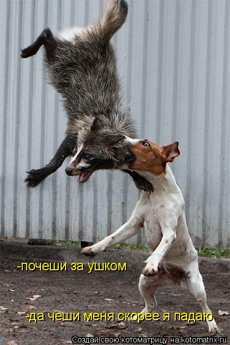 Котоматрица: -почеши за ушком  -да чеши меня скорее я падаю