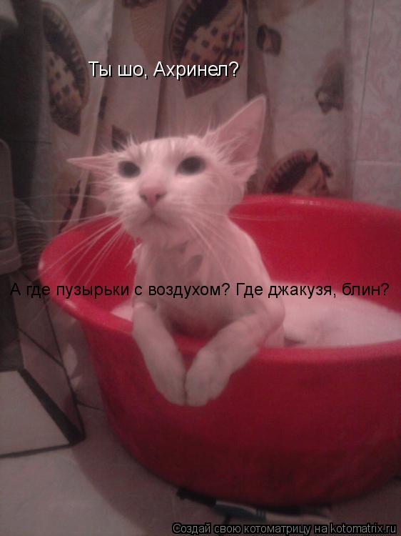 Котоматрица: Ты шо, Ахринел?  А где пузырьки с воздухом? Где джакузя, блин?