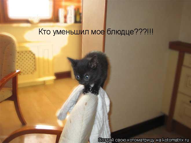 Котоматрица: Кто уменьшил мое блюдце???!!!
