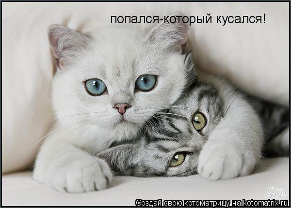 Котоматрица: попался-который кусался!