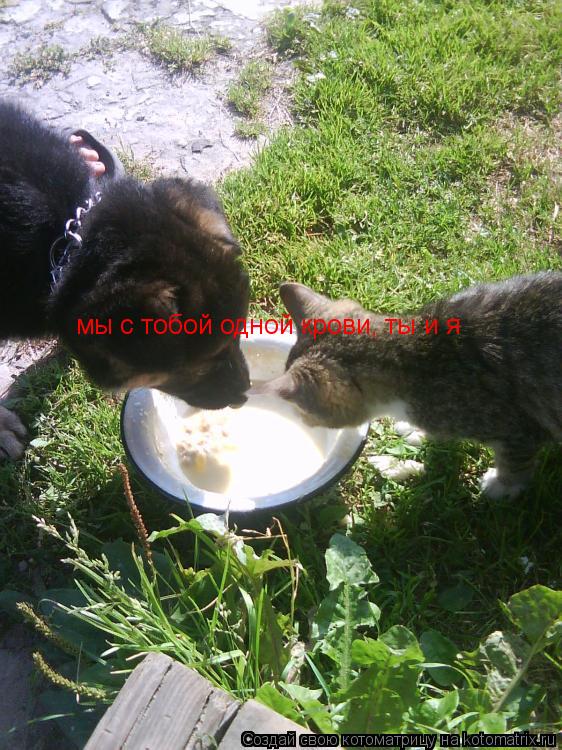 Котоматрица: мы с тобой одной крови, ты и я