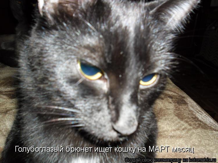 Голубоглазый брюнет ищет кошку на МАРТ месяц... Котоматрица: Голубоглазый брюнет ищет кошку на МАРТ месяц