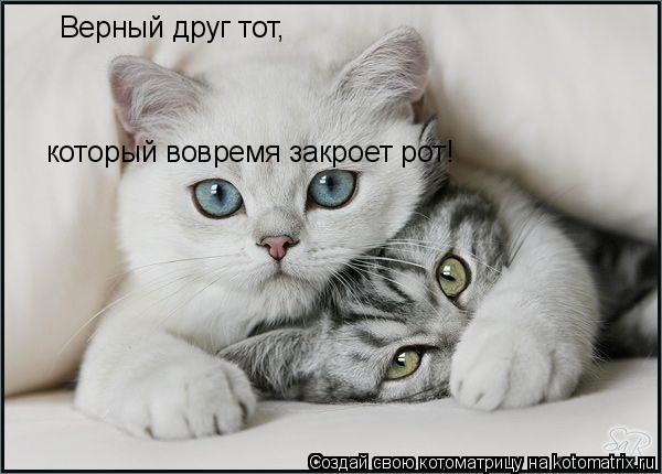 Котоматрица: Верный друг тот, который вовремя закроет рот!