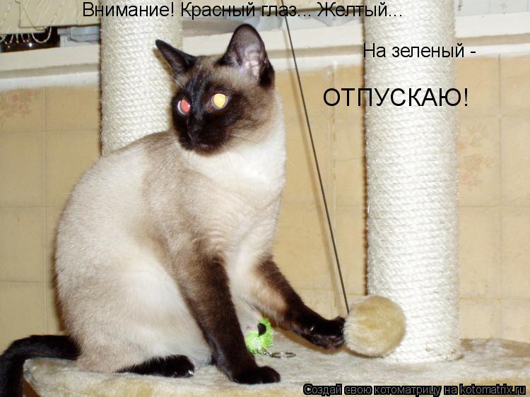 Котоматрица: Внимание! Красный глаз... Желтый... На зеленый - ОТПУСКАЮ!