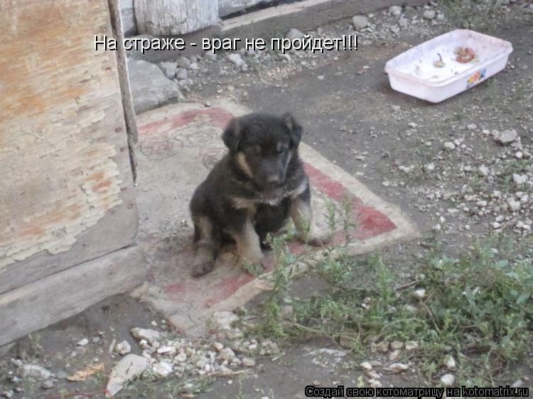 Котоматрица: На страже - враг не пройдет!!!