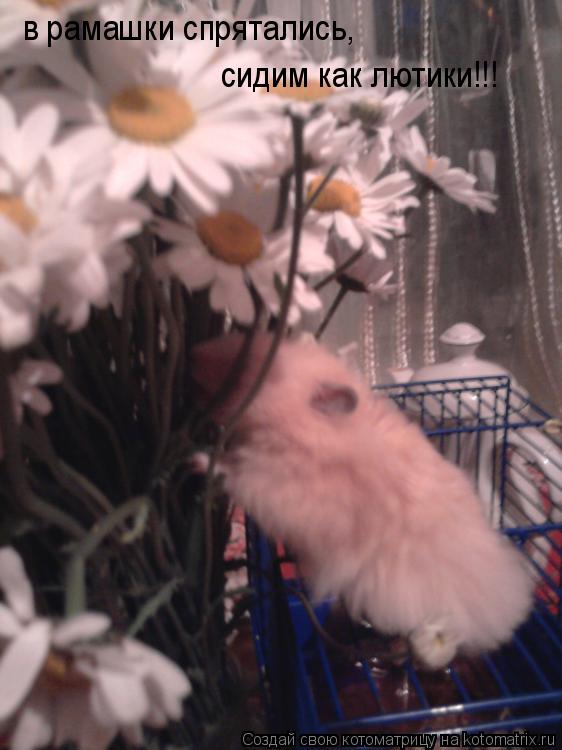 Котоматрица: в рамашки спрятались, сидим как лютики!!!