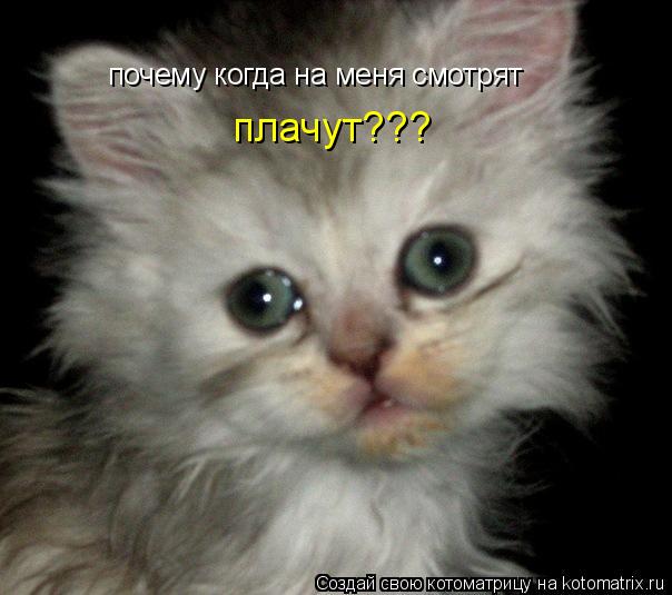 Котоматрица: почему когда на меня смотрят  плачут???