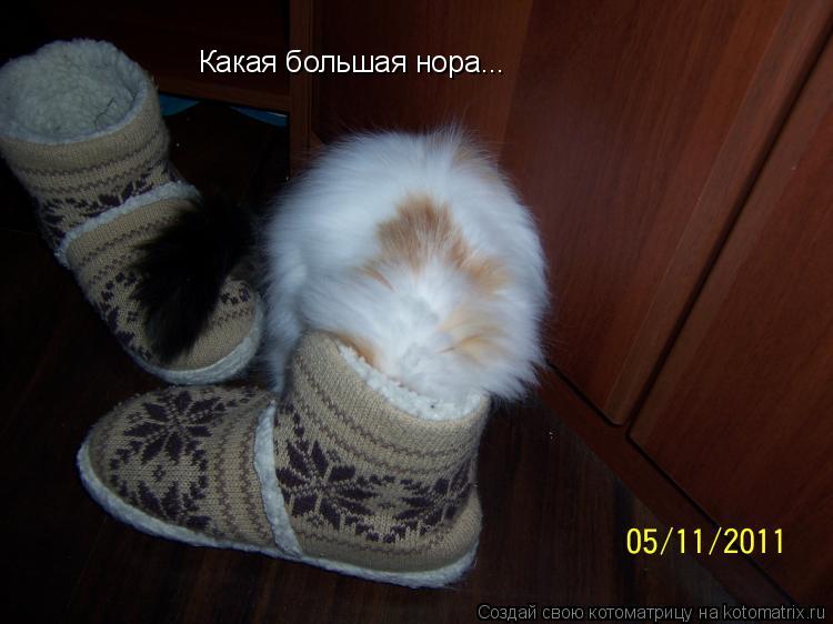 Котоматрица: Какая большая нора...