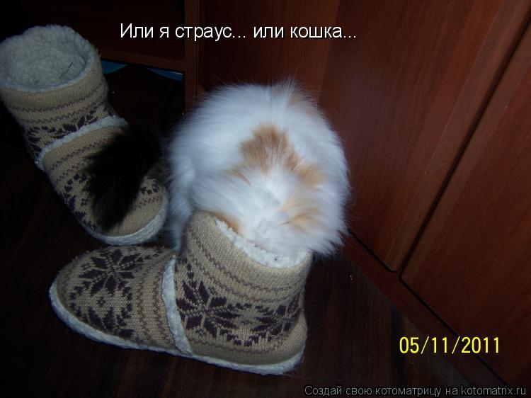 Котоматрица: Или я страус... или кошка...