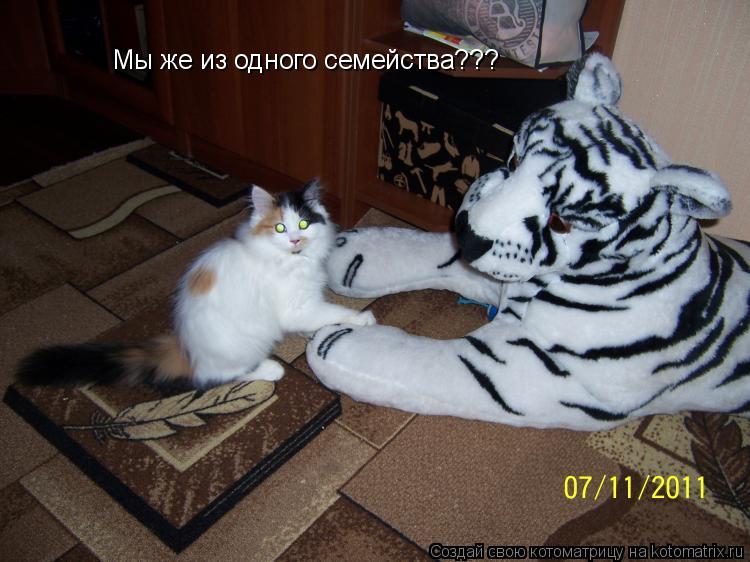 Котоматрица: Мы же из одного семейства???