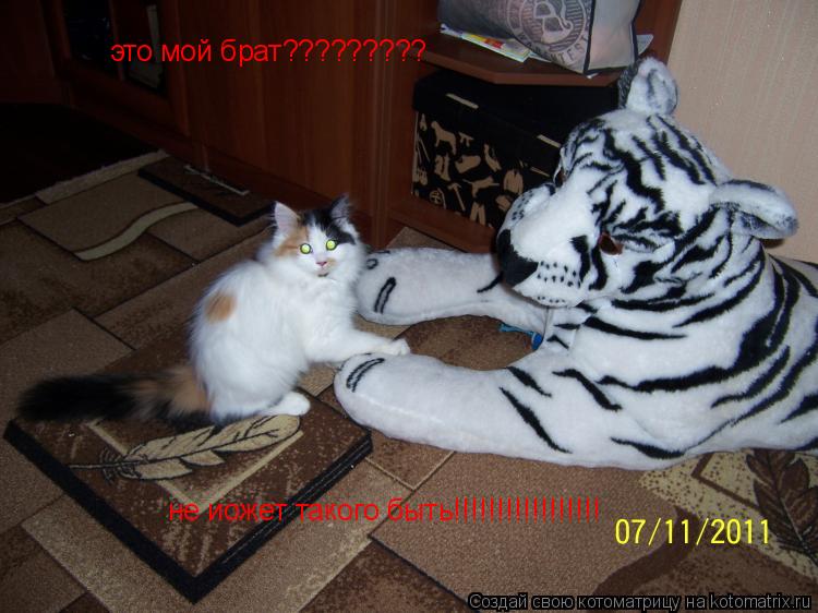 Котоматрица: это мой брат????????? не иожет такого быть не иожет такого быть!!!!!!!!!!!!!!!!!
