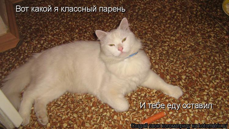 Котоматрица: Вот какой я классный парень И тебе еду оставил
