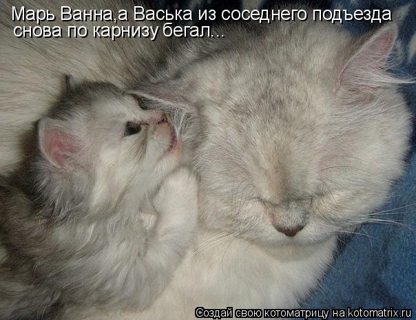 Котоматрица: Марь Ванна,а Васька из соседнего подъезда снова по карнизу бегал...