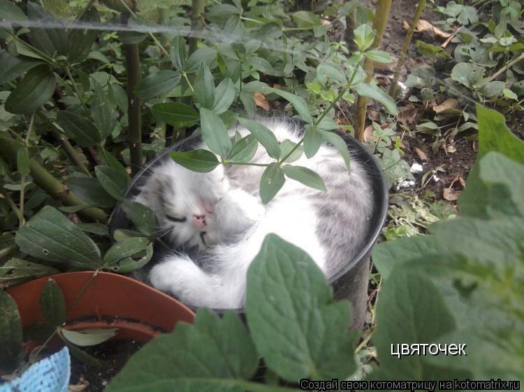 цвяточек... Котоматрица: цвяточек