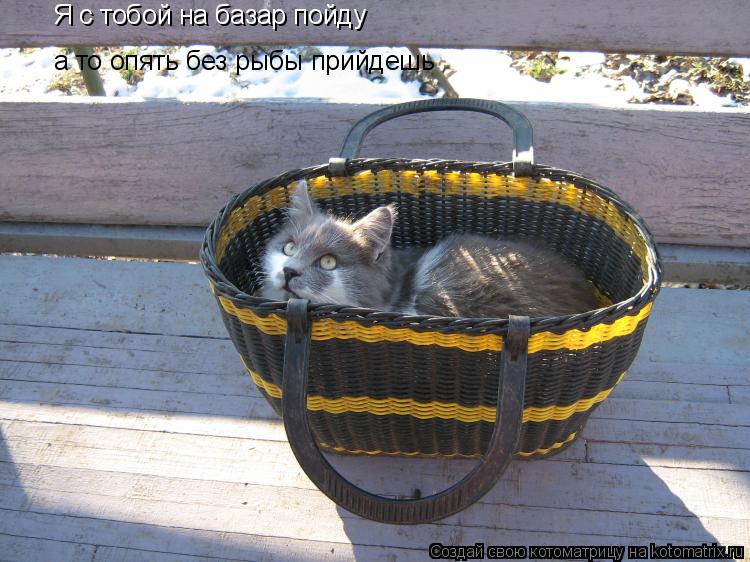 Котоматрица: Я с тобой на базар пойду а то опять без рыбы прийдешь