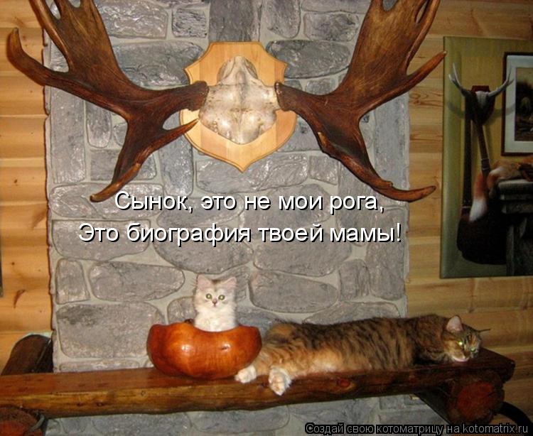 Котоматрица: Сынок, это не мои рога, Это биография твоей мамы!
