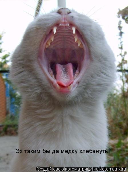 Котоматрица: Эх таким бы да медку хлебануть!