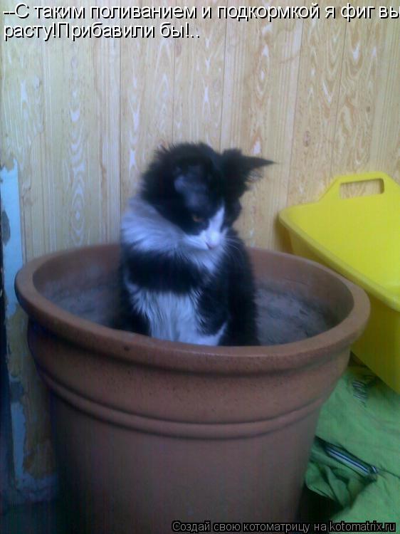 Котоматрица: --С таким поливанием и подкормкой я фиг вы- расту!Прибавили бы!..
