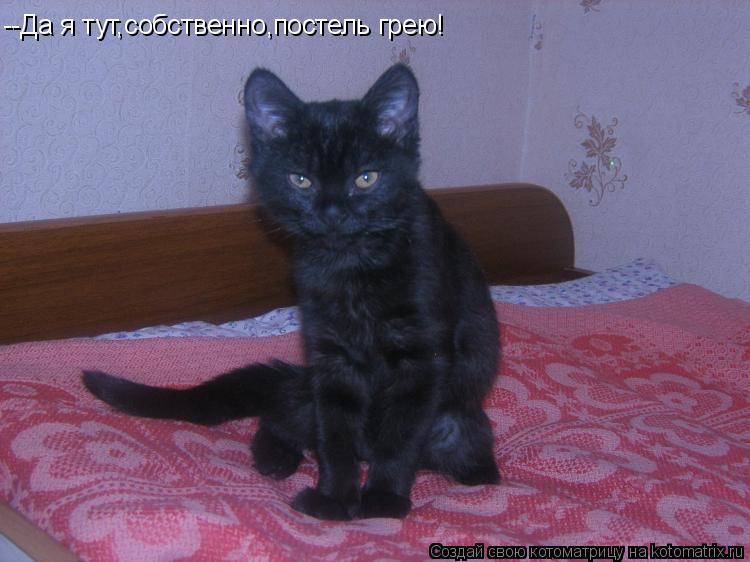 Котоматрица: --Да я тут,собственно,постель грею!