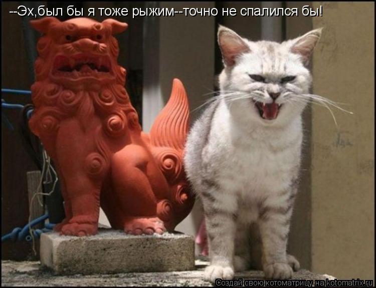 Котоматрица: --Эх,был бы я тоже рыжим--точно не спалился бы!