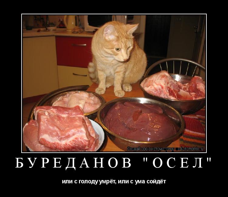 Котоматрица: Буреданов "осёл" или с голоду умрёт, или с ума сойдёт
