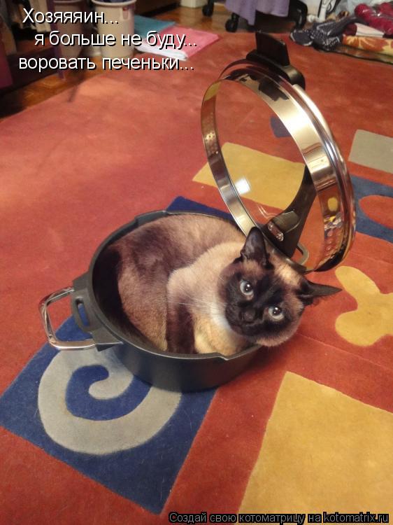 Котоматрица: Хозяяяин... я больше не буду... воровать печеньки...