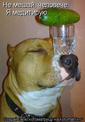 Котоматрица: Не мешай, человече. Я медитирую.