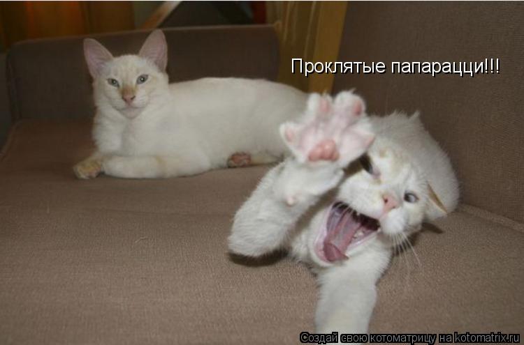Котоматрица: Проклятые папарацци!!!