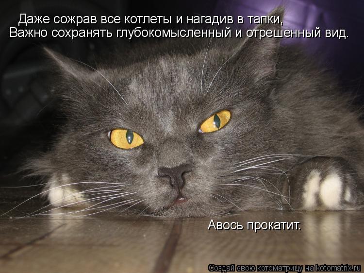 Котоматрица: Даже сожрав все котлеты и нагадив в тапки, Важно сохранять глубокомысленный и отрешенный вид. Авось прокатит.