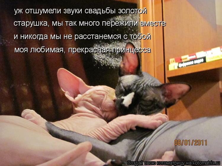 Котоматрица: уж отшумели звуки свадьбы золотой старушка, мы так много пережили вместе и никогда мы не расстанемся с тобой моя любимая, прекрасная принце