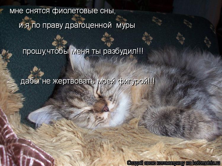Котоматрица: мне снятся фиолетовые сны,  и я по праву драгоценной  муры прошу,чтобы меня ты разбудил!!! дабы не жертвовать моей фигурой!!!