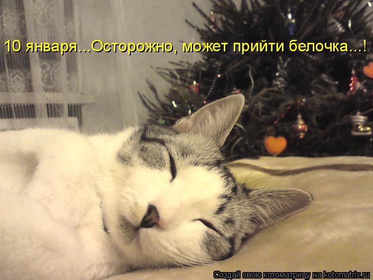 Котоматрица: 10 января...Осторожно, может прийти белочка...! 10 января...Осторожно, может прийти белочка...!