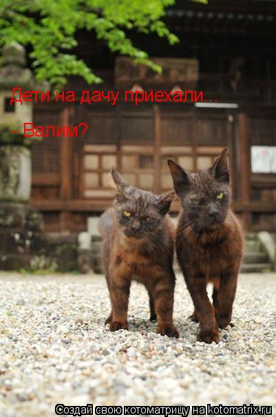 Котоматрица: Дети на дачу приехали...  - Валим?
