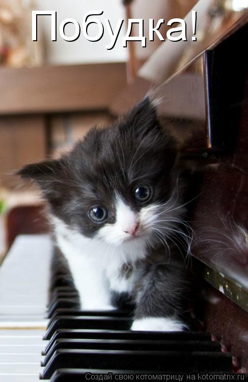 Котоматрица: Побудка!