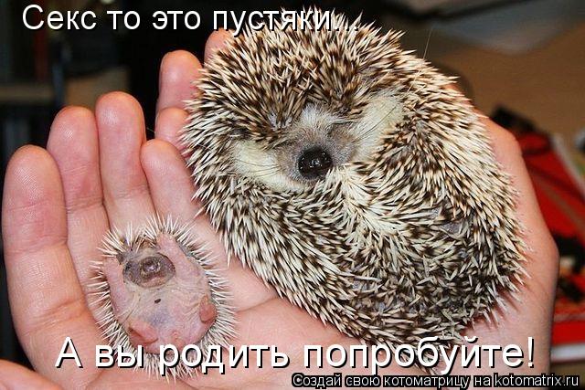 Котоматрица: Секс то это пустяки... А вы родить попробуйте!
