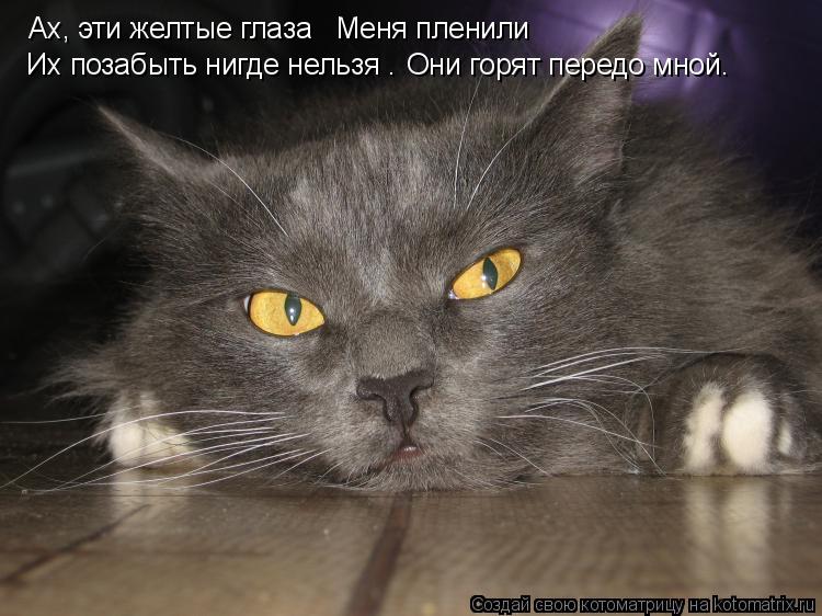 Котоматрица: Ах, эти желтые глаза    Меня пленили Их позабыть нигде нельзя — Они горят передо мной.