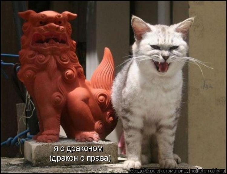 Котоматрица: я с драконом (дракон с права)