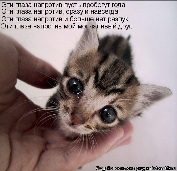 Котоматрица: Эти глаза напротив пусть пробегут года Эти глаза напротив, сразу и навсегда Эти глаза напротив и больше нет разлук Эти глаза напротив мой м