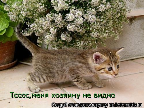 Котоматрица: Тсссс,меня хозяину не видно