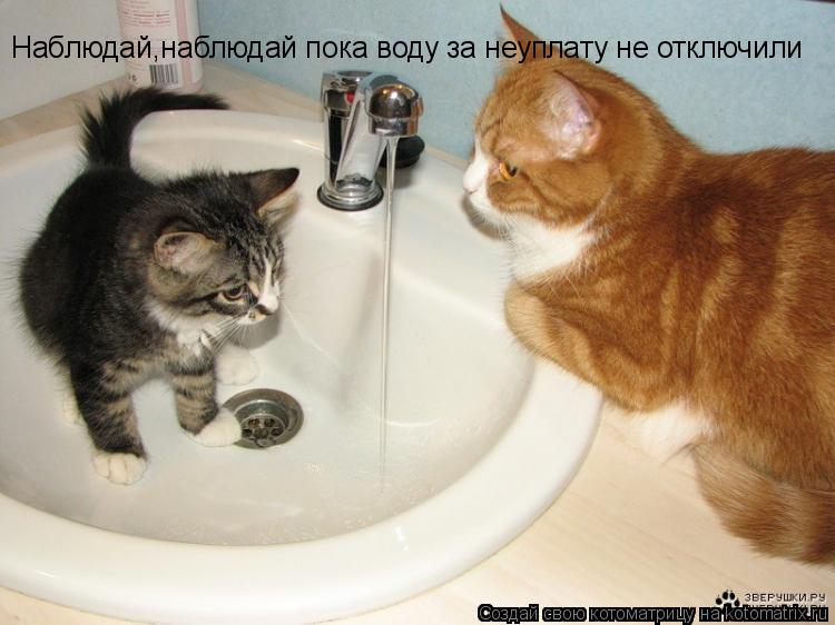 Котоматрица: Наблюдай,наблюдай пока воду за неуплату не отключили