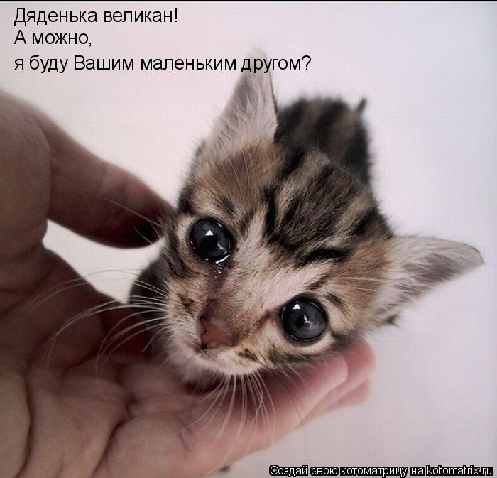 Котоматрица: Дяденька великан! А можно, я буду Вашим маленьким другом?
