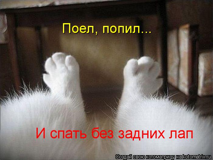 Котоматрица: Поел, попил... И спать без задних лап