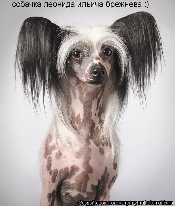 Котоматрица: собачка леонида ильича брежнева :)