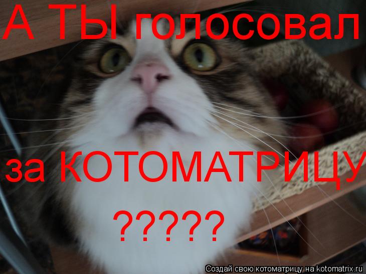 Котоматрица: А ТЫ голосовал за КОТОМАТРИЦУ ?????